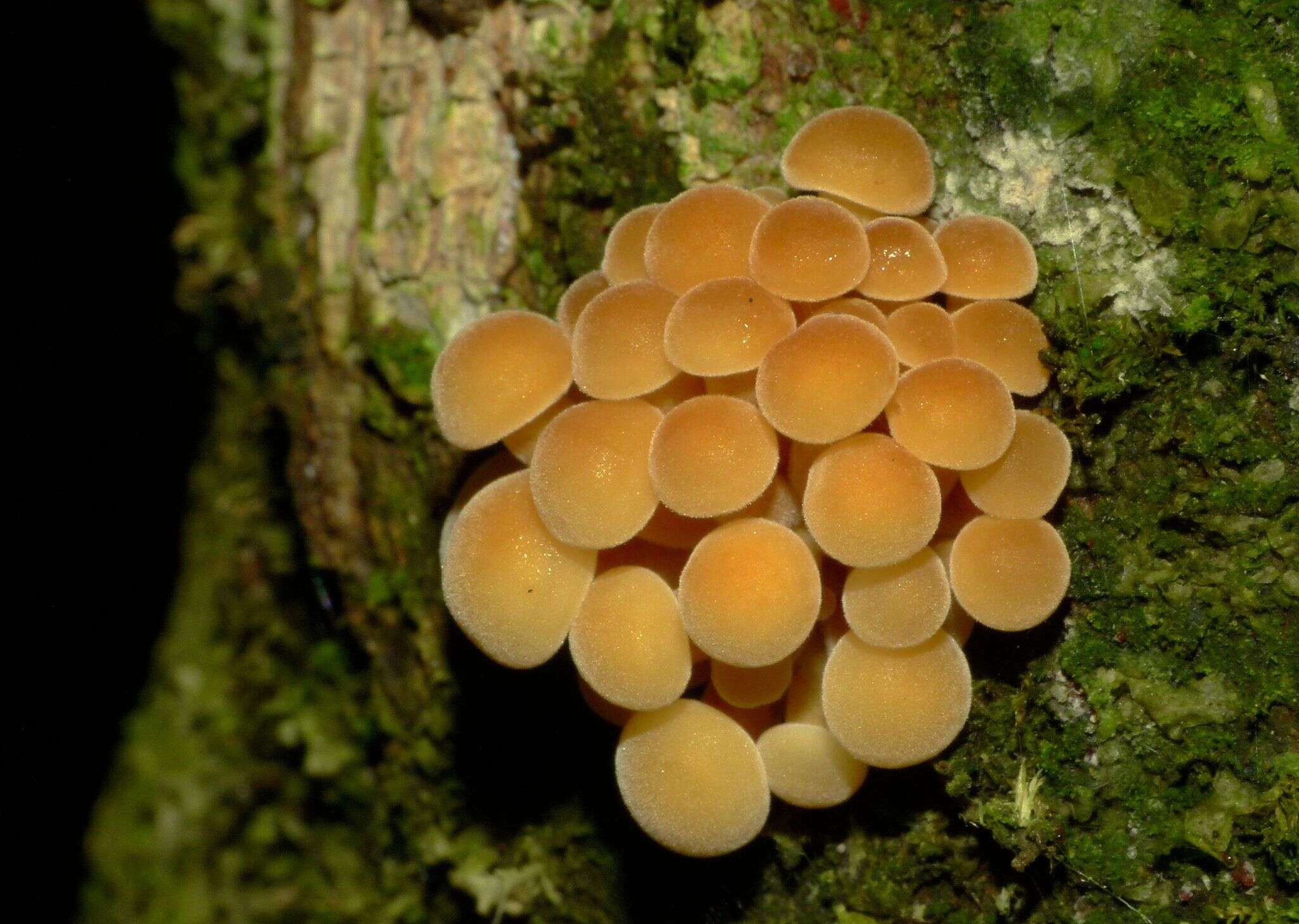 Plancia ëd Flammulina velutipes (Curtis) Singer 1951