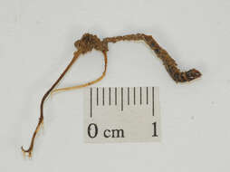 Image of Ophiocordyceps stylophora (Berk. & Broome) G. H. Sung, J. M. Sung, Hywel-Jones & Spatafora 2007