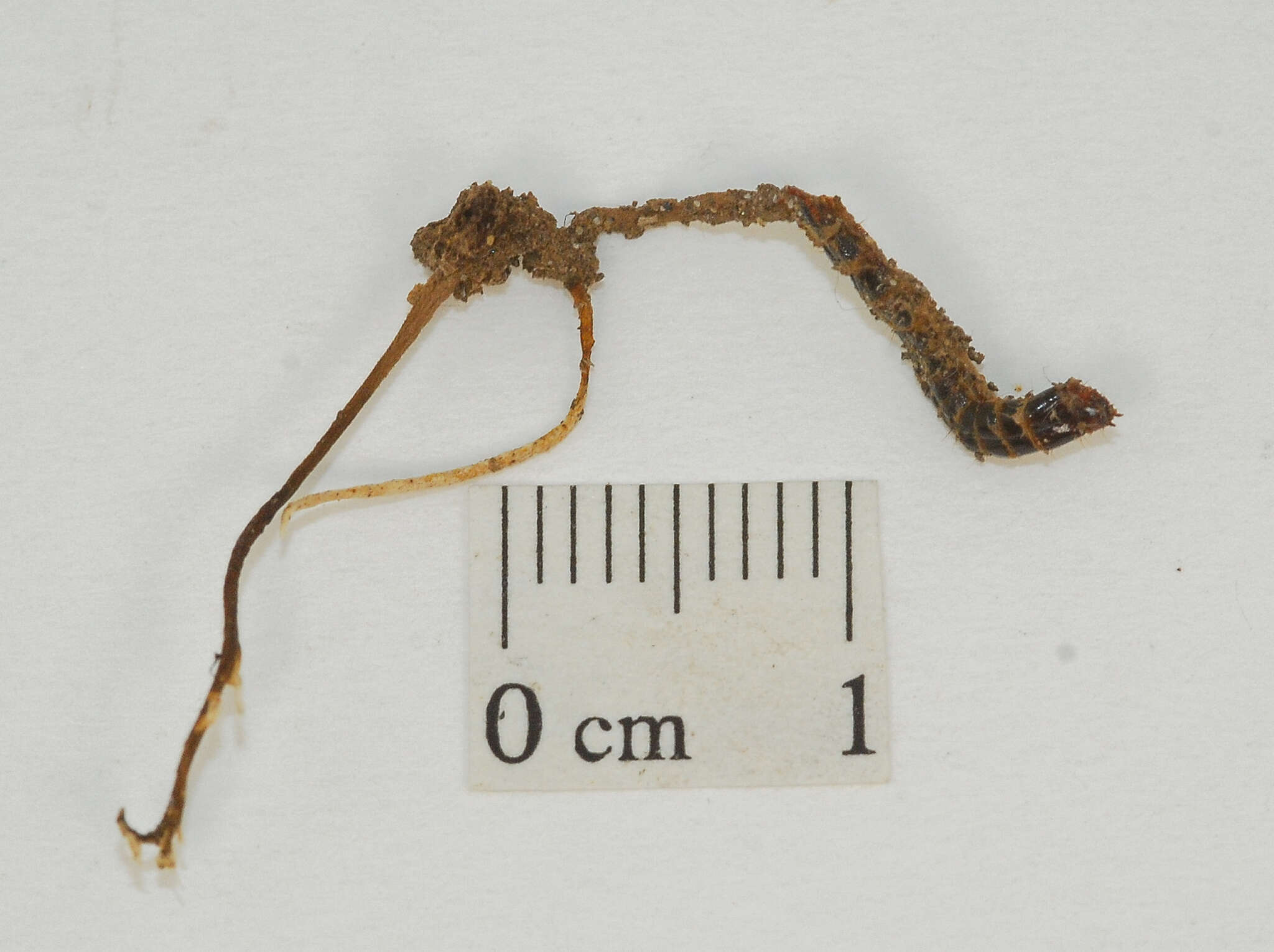 Image of Ophiocordyceps stylophora (Berk. & Broome) G. H. Sung, J. M. Sung, Hywel-Jones & Spatafora 2007