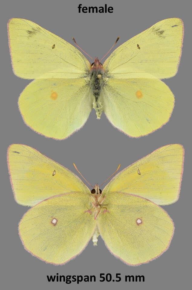 Imagem de Colias gigantea Strecker 1900