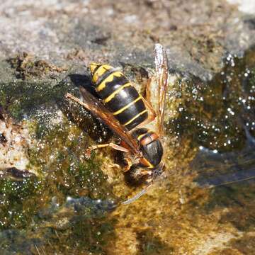 Image of median wasp