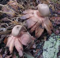 Plancia ëd Geastrum rufescens Pers. 1801