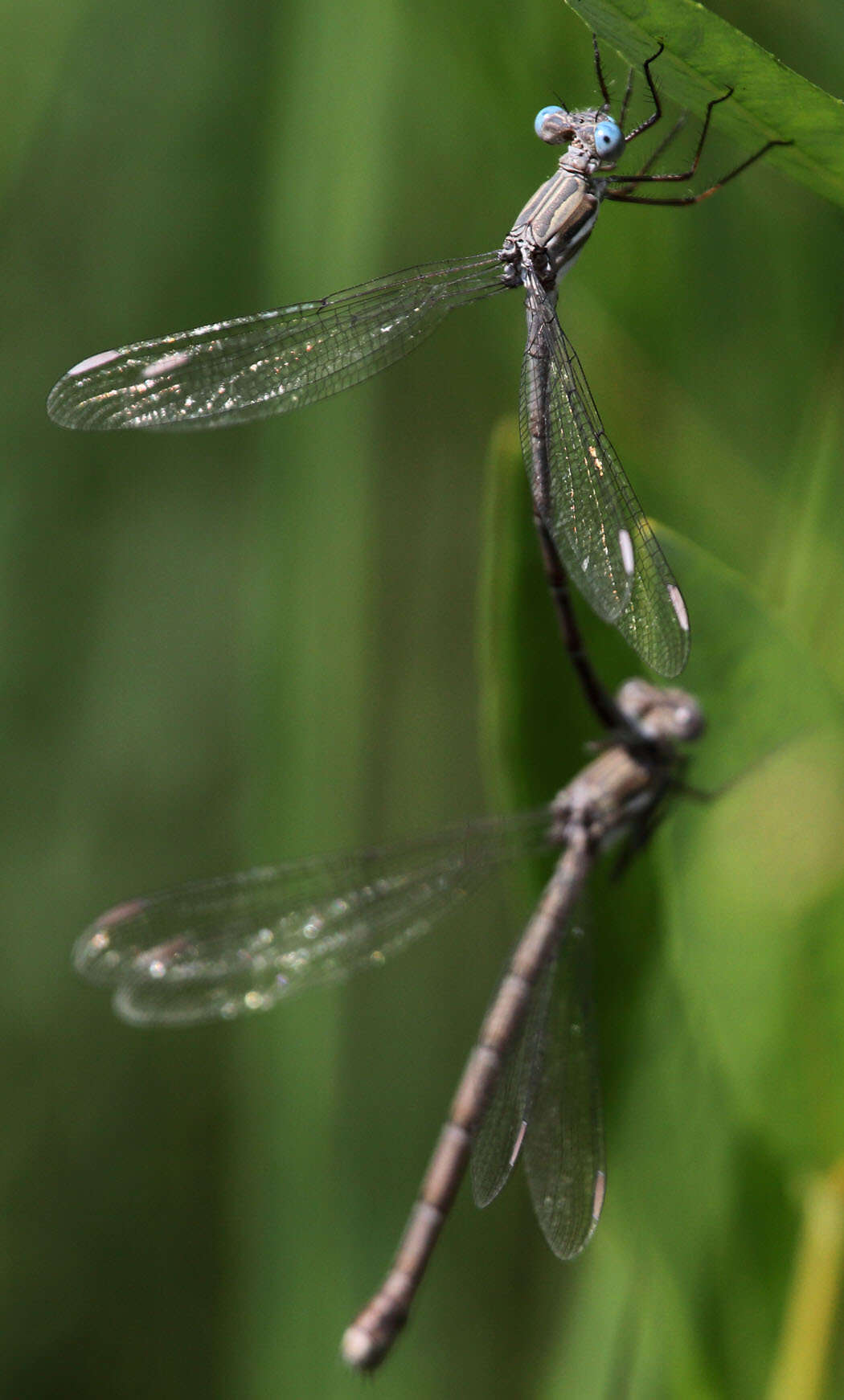 Image of Archilestes californicus McLachlan 1895