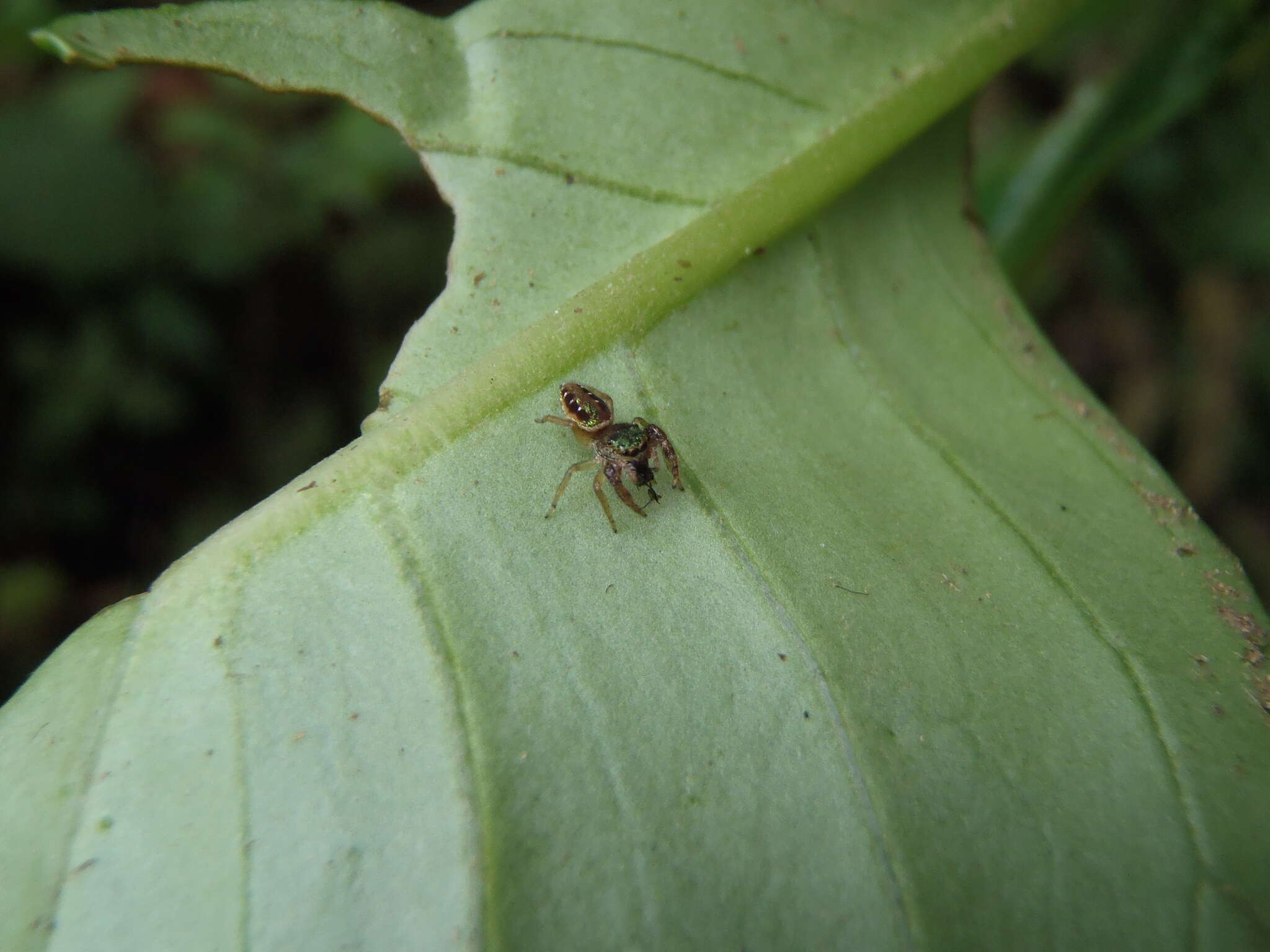 Image of Parnaenus cyanidens (C. L. Koch 1846)