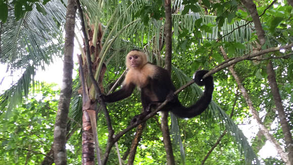 Image of Panama capuchin monkey