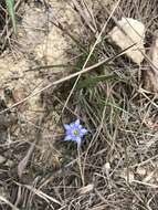 صورة <i>Gentiana loureiroi</i> (G. Don) Grisebach