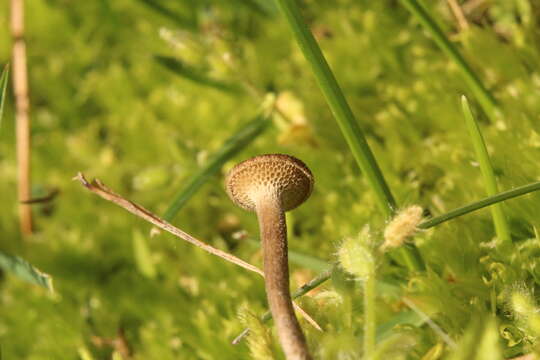 Image of Lentinus longiporus (Audet, Boulet & Sirard) Zmitr. & Kovalenko 2016