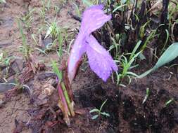 Image of Mauve ginger