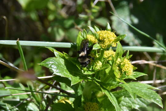 Image de Andrena transnigra Viereck 1904