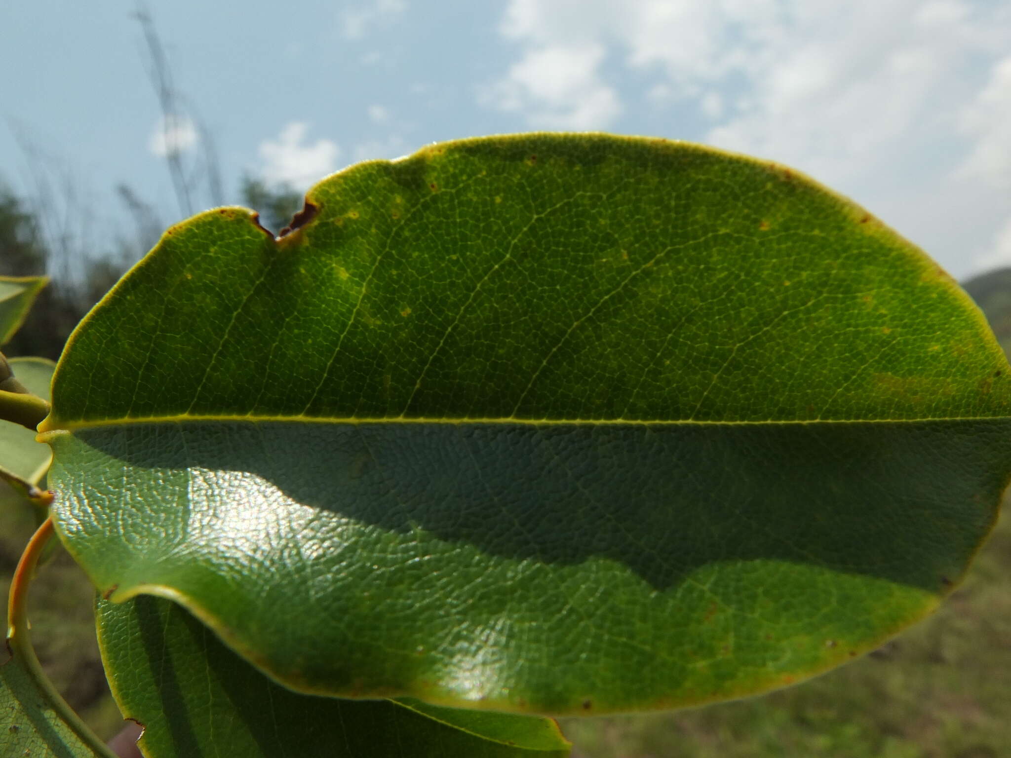 Magnolia nilagirica (Zenker) Figlar的圖片