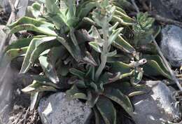 Image of Echeveria paniculata var. maculata (Rose) M. Kimnach