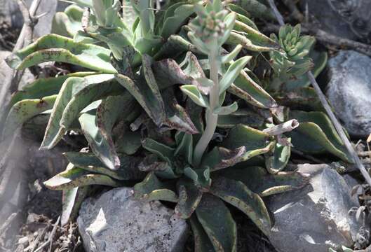 Image of Echeveria paniculata A. Gray