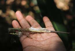 Image of Genianthus laurifolius (Roxb.) Hook. fil.