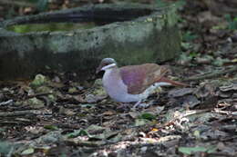 Image of Key West Quail-Dove