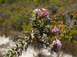 Image of Stoebe cyathuloides Schltr.