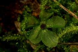 Image of naked rhizomnium moss