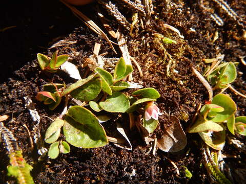 Gaultheria humifusa (R. Grah.) Rydb. resmi