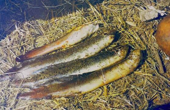 Image of African lungfishes