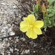 Image of beach evening primrose