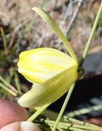 Image de Albuca cooperi Baker