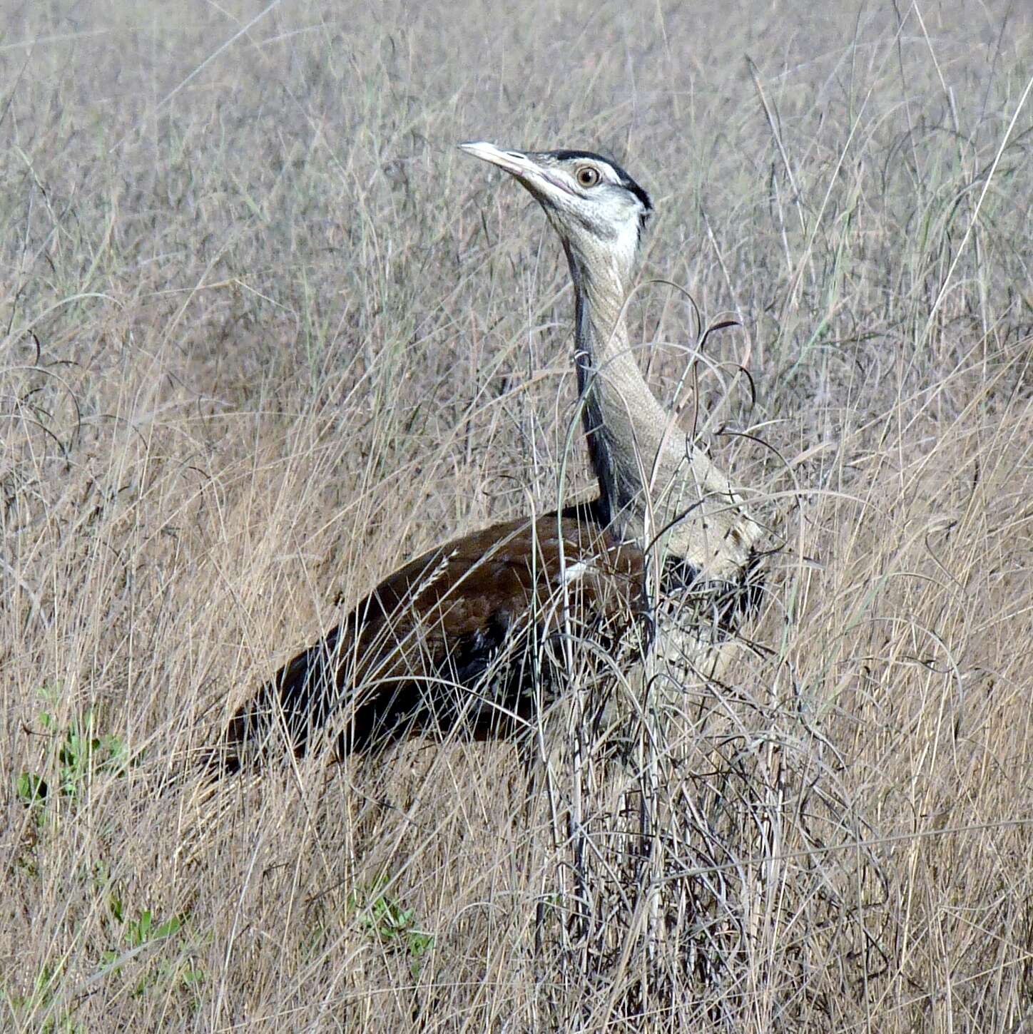 Image of Australian Bustard