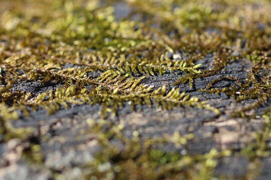 Image of platygyrium moss