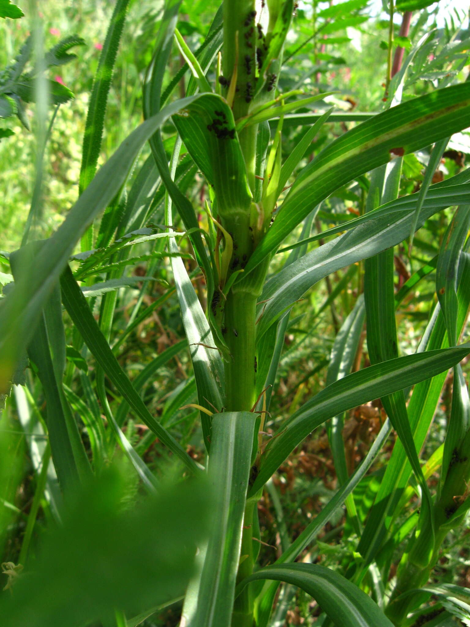 Image of Tragopogon podolicus Besser ex DC.