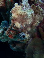 Image of Tube Coral