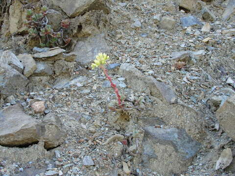 Image of Sedum patens