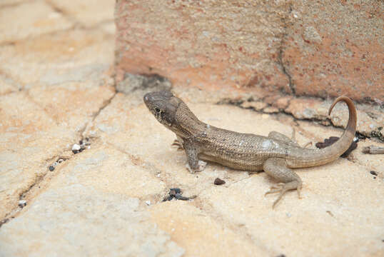 صورة Leiocephalus carinatus armouri Barbour & Shreve 1935