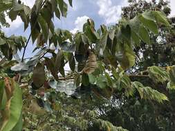 Image of star apple