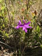 Image of Tuberous Grasspink