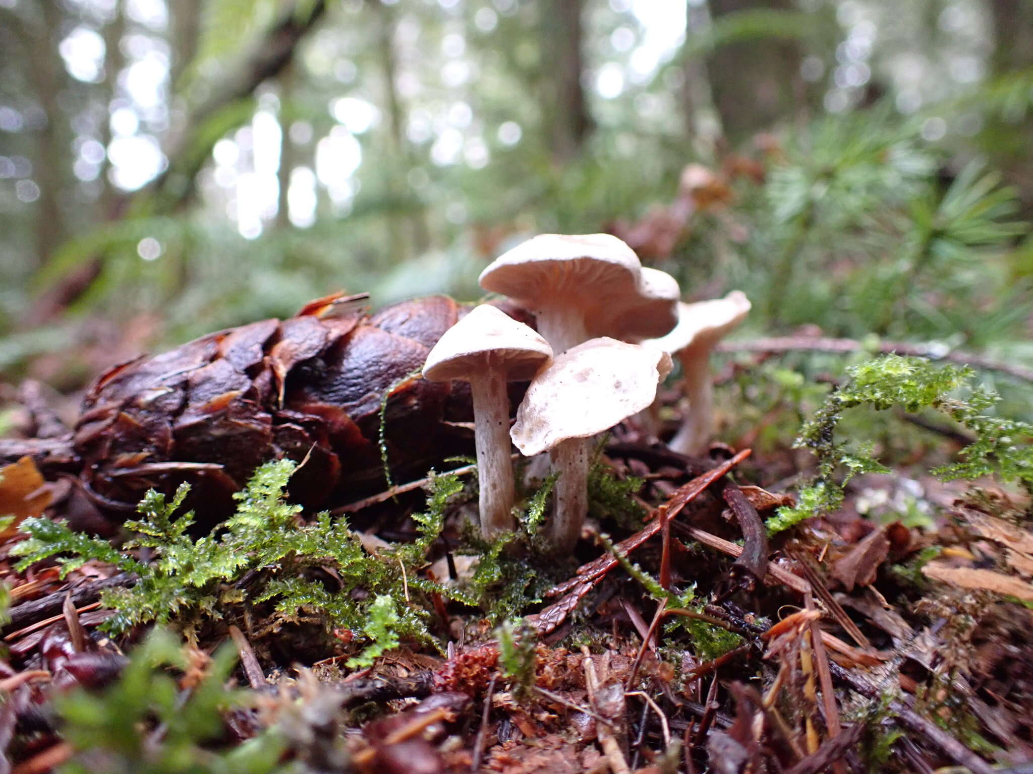 Image of Clitocybe sclerotoidea (Morse) H. E. Bigelow 1958