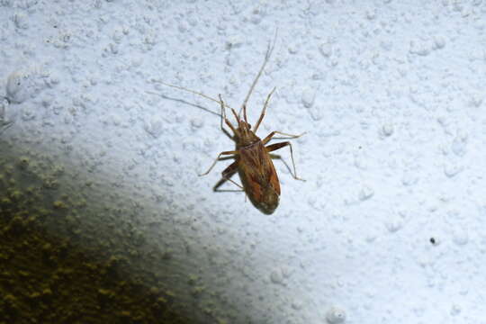 Image of Phytocoris varipes Boheman 1852