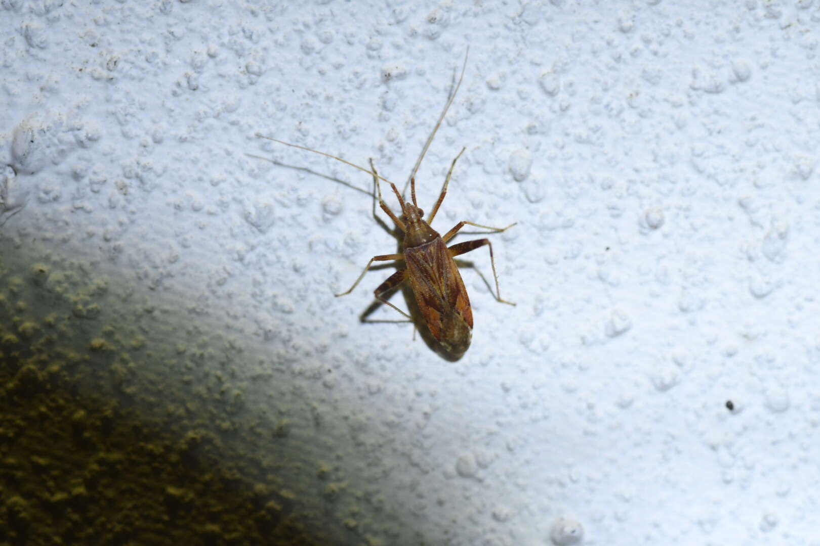 Image of Phytocoris varipes Boheman 1852