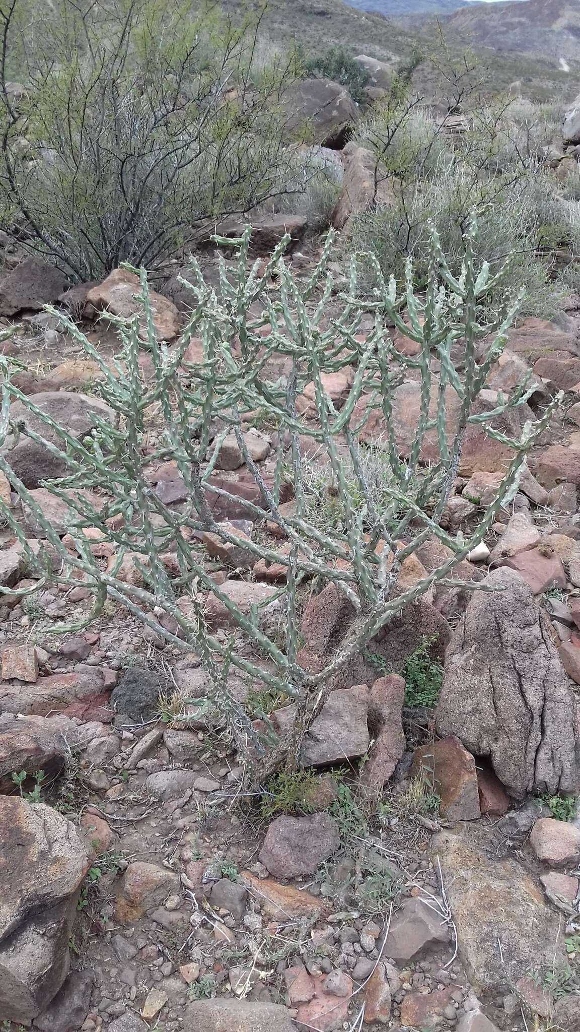 Image de Cylindropuntia kleiniae (DC.) F. M. Knuth