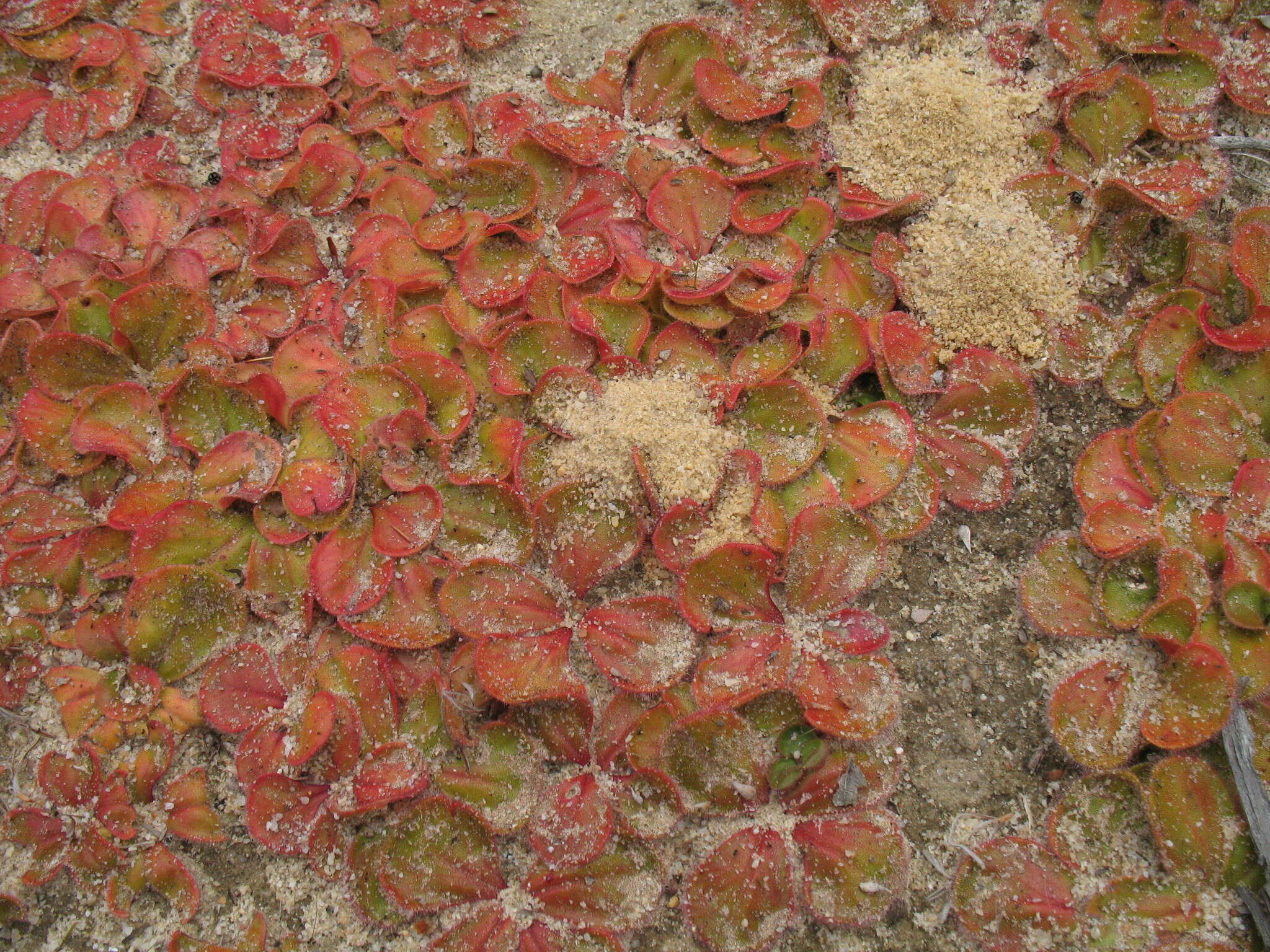 Image de Drosera magna