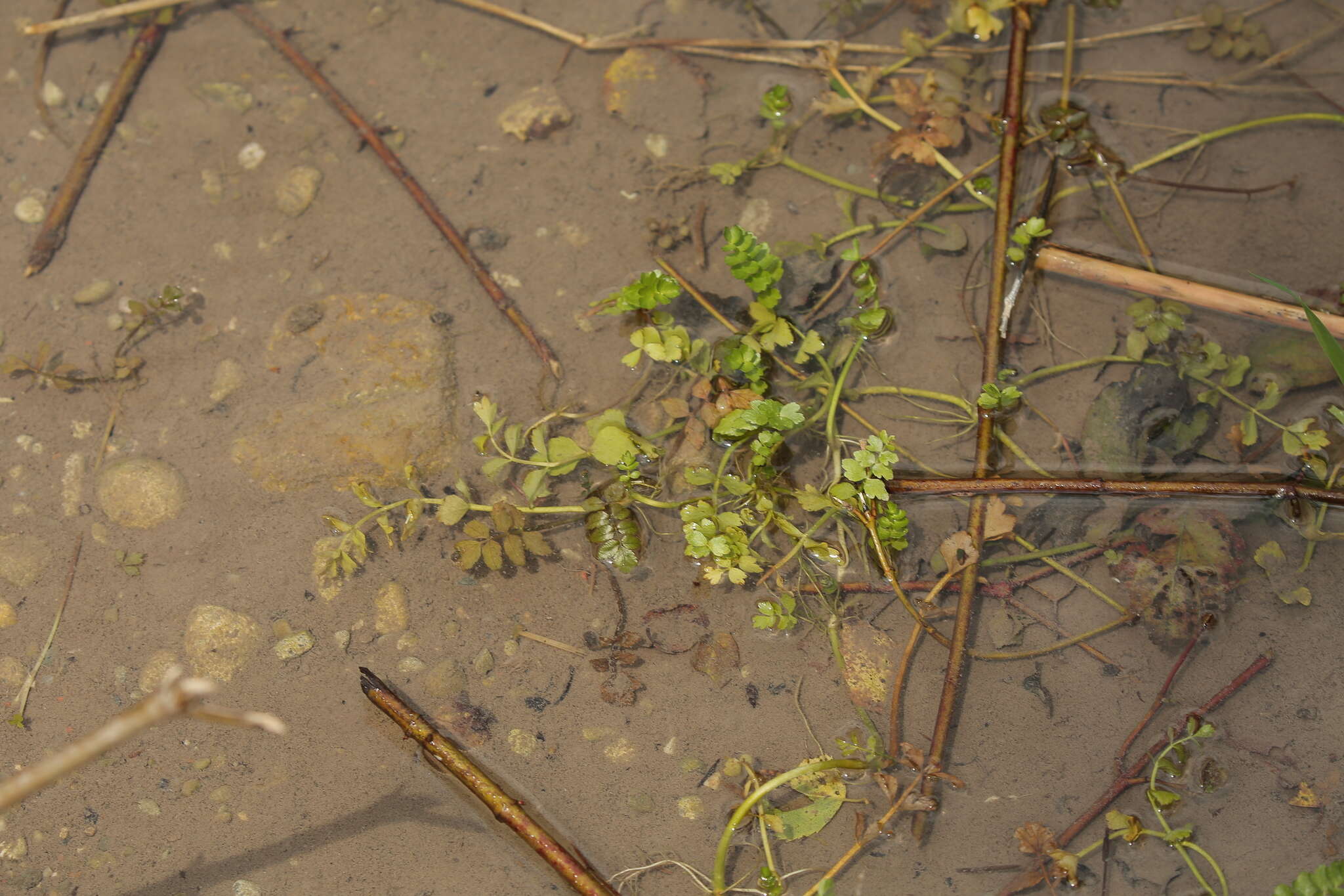 Image of Creeping marshwort