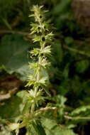 Image of Hairy Hedge-Nettle