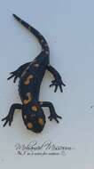 Image of North African Fire Salamander