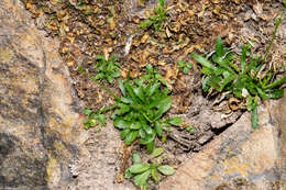 Image of Lobelia flexuosa subsp. flexuosa