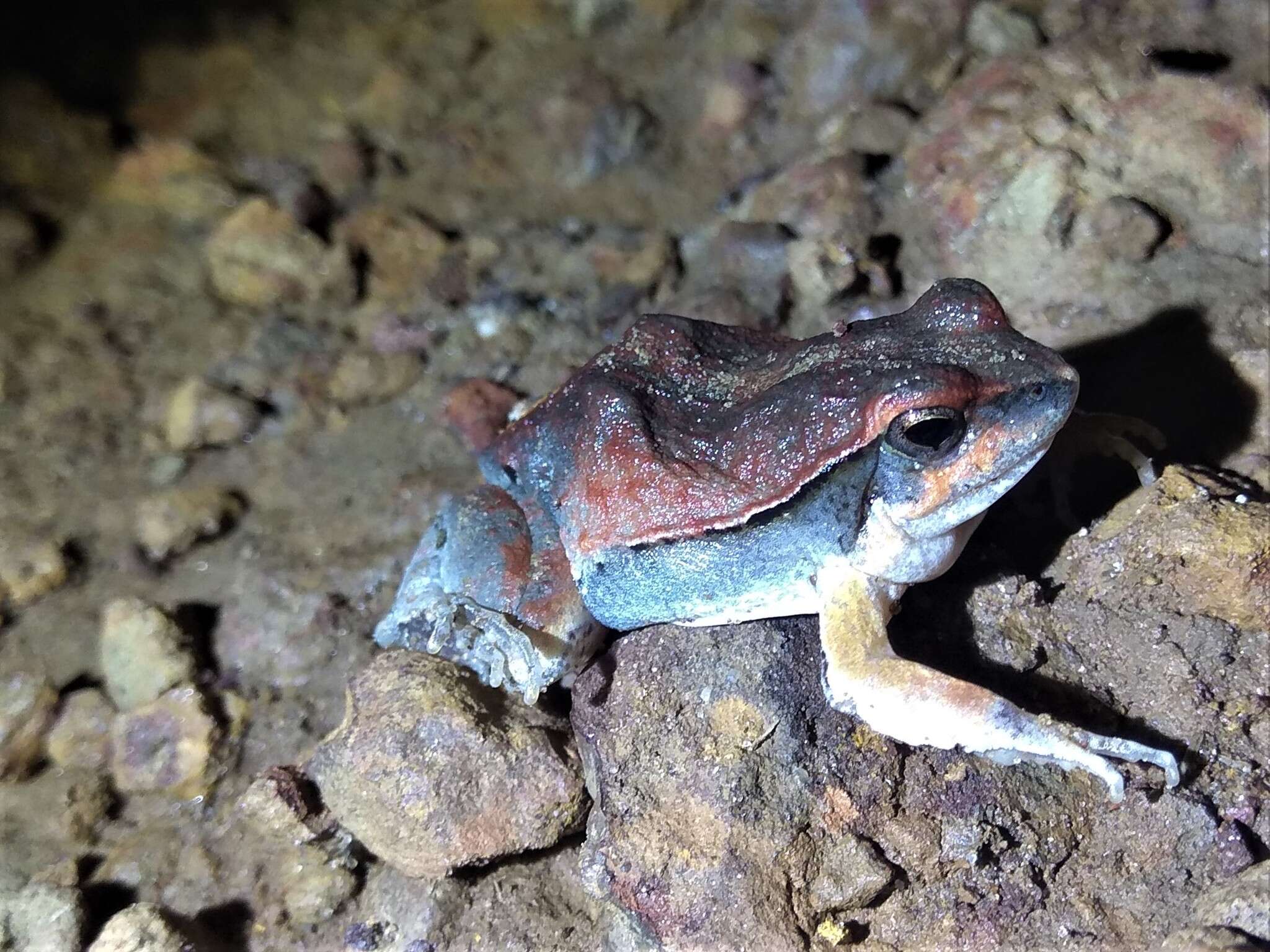 Image of Central Dwarf Frog; rãzinha