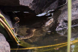 Image of Mississippi Green Water Snake