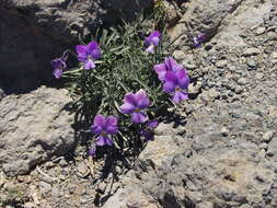 Viola palmensis Webb & Berth. resmi