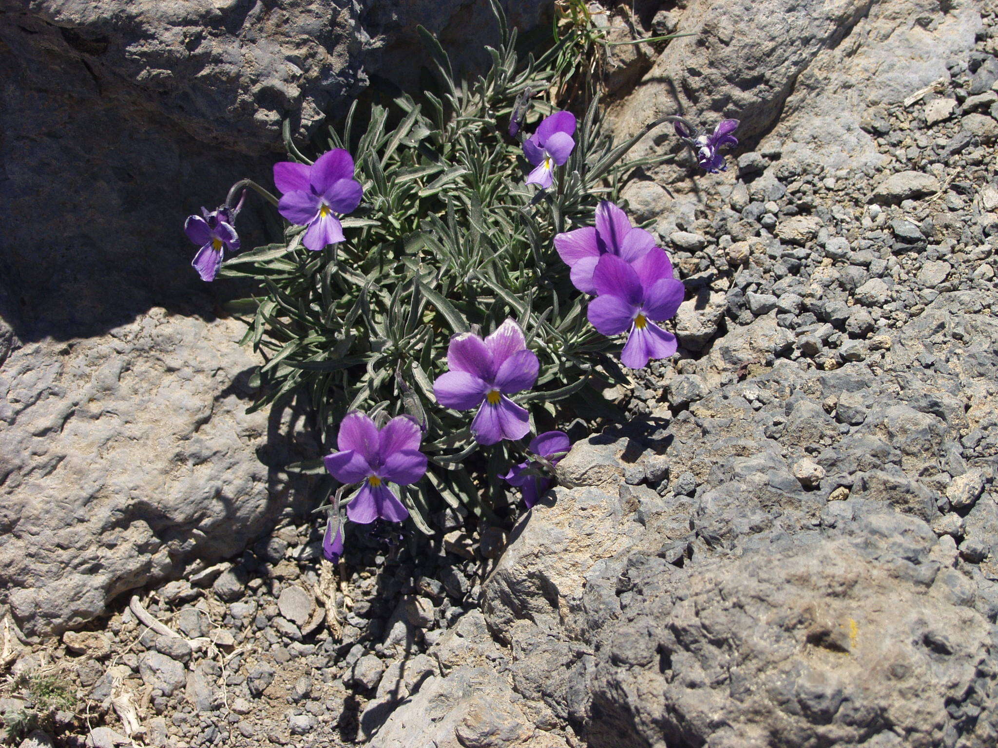 صورة Viola palmensis Webb & Berth.