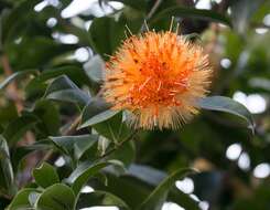 Image of Stifftia chrysantha Mikan