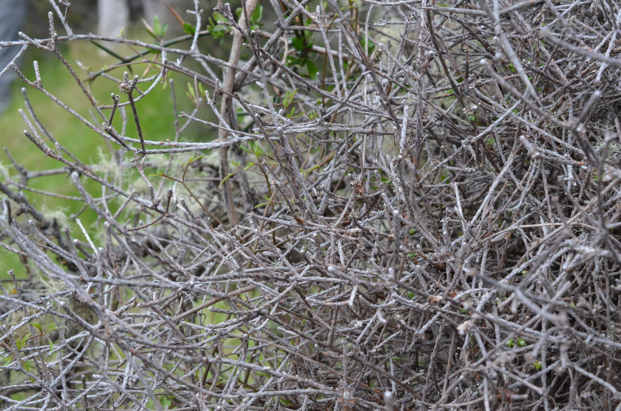 Image de Ozothamnus dimorphus (Cockayne) A. A. Anderberg