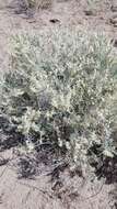 صورة Astragalus caricinus (M. E. Jones) Barneby