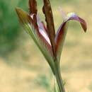 Image of Iris longiscapa Ledeb.