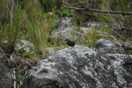 Image of White-browed Tapaculo